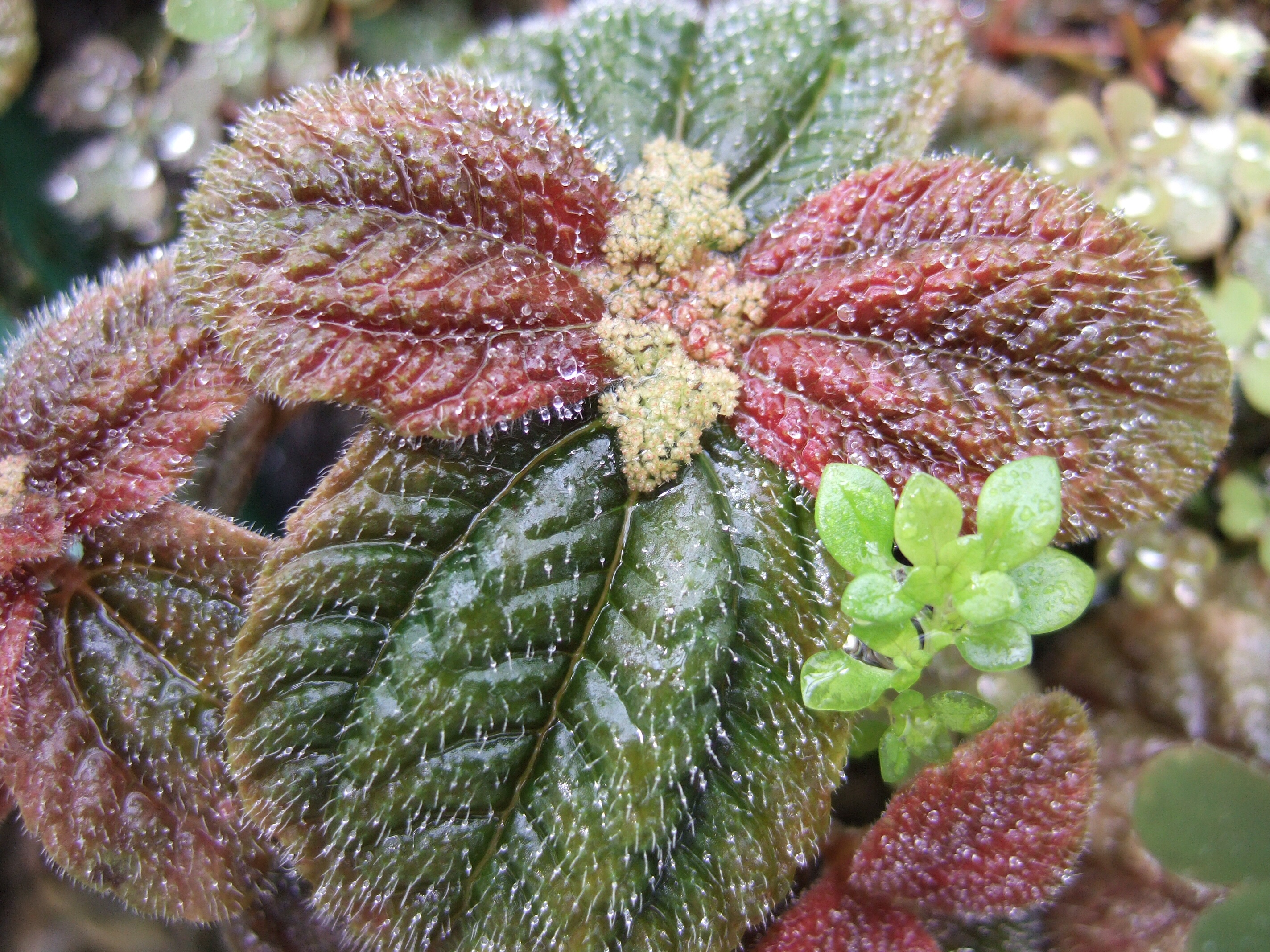 Wellesley Greenhouse I Jesse Weissman